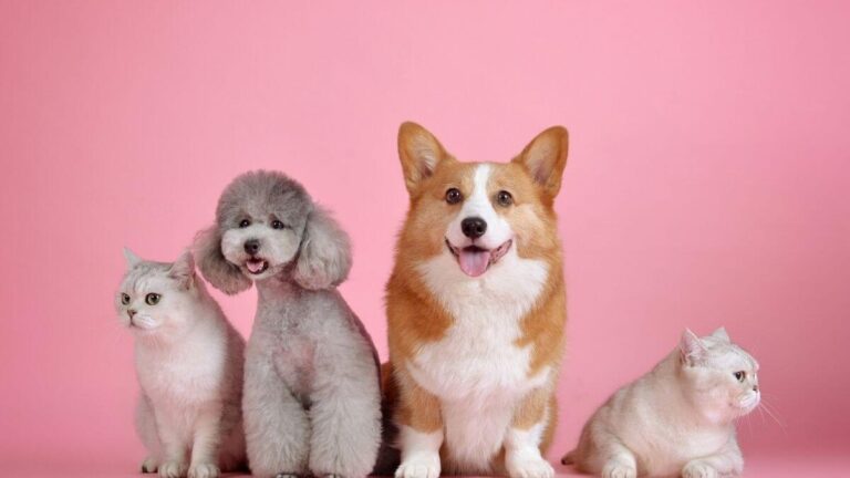 Free Dog Stuff