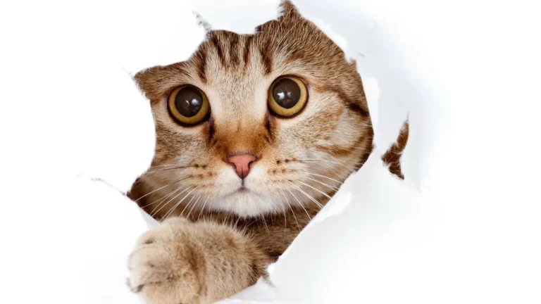 Cat Freebies